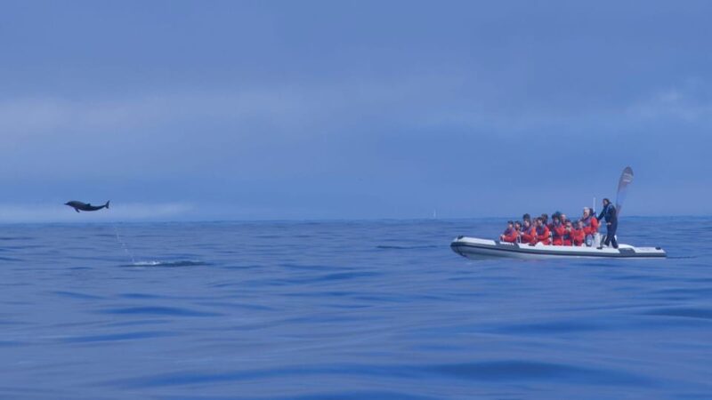 Lisbon: Dolphin Watching Boat Tour with Welcome Coffee - Educational Insights from Marine Biologists and Captains