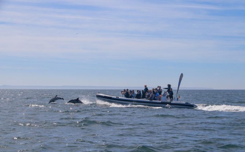 Lisbon: Dolphin Watching Boat Tour with Welcome Coffee - The Welcome Coffee and Post-Tour Delights