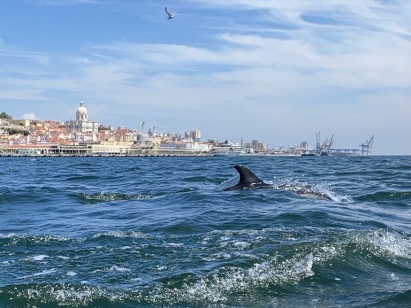 Lisbon: Dolphin Watching Boat Tour with Welcome Coffee - Flexibility and Booking Options