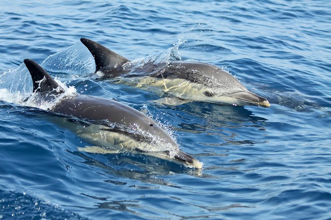Lisbon Dolphin Watching with a Marine Biologist in a Small Group - The Fast and Nimble RIB Boat Experience