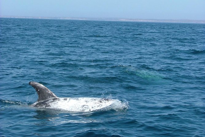 Lisbon Dolphin Watching with a Marine Biologist in a Small Group - Marine Life Encounters and Sightings Success Rate