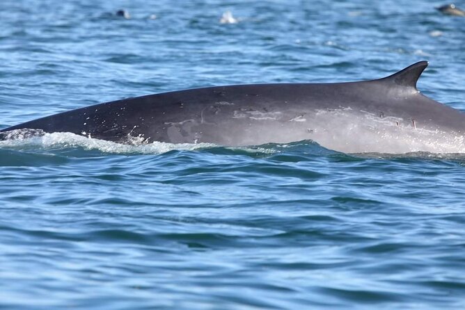 Lisbon Dolphin Watching with a Marine Biologist in a Small Group - Scenic Views and Landmarks Along the Cruise
