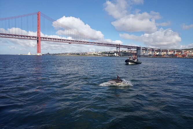 Lisbon Dolphin Watching with a Marine Biologist in a Small Group - Practical Tips for a Successful Trip