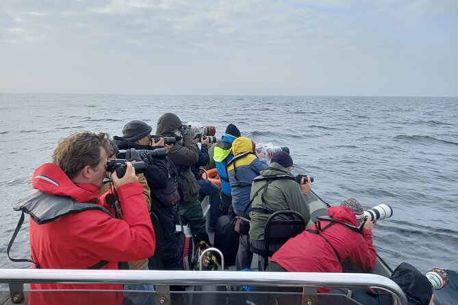 Lisbon Dolphin Watching with a Marine Biologist in a Small Group - Cancellation and Weather Considerations