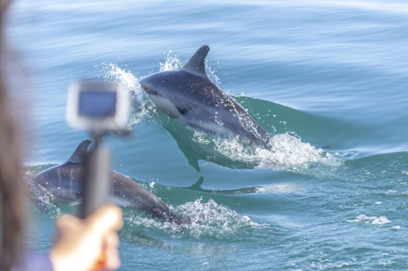 Lisbon: Dolphin Watching with Marine Biologist - The Marine Biologists: Guides You Can Trust