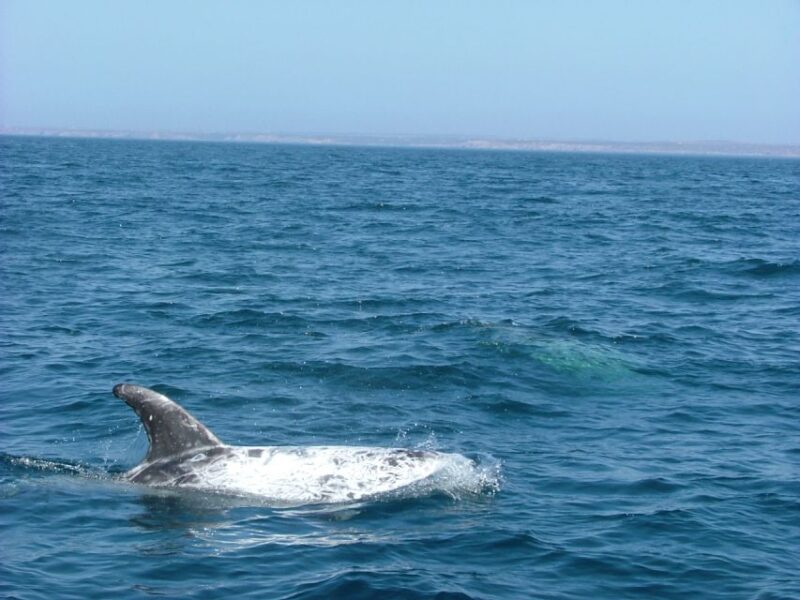 Lisbon: Dolphin Watching with Marine Biologist - Stops and Scenic Landmarks Along the Route