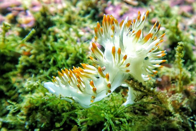 Lisbon Eco-Try Dive - Diving Baptism - The Safety Measures and Instructor Support