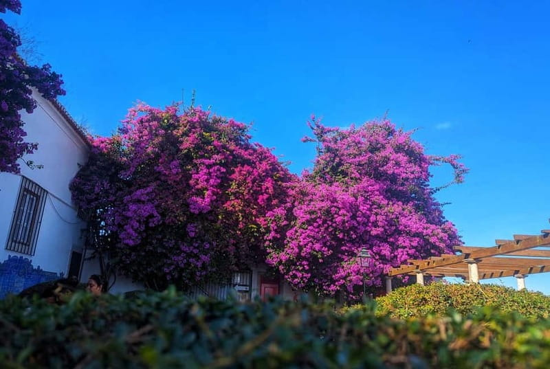 Lisbon: Guided Sightseeing Tour by Tuk Tuk - Discovering Lisbon’s Historic Districts and Cultural Spots