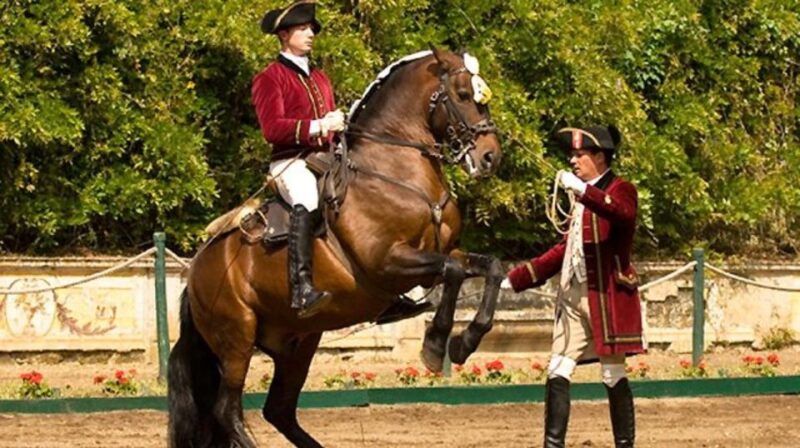 Lisbon: Morning of Equestrian Art with Lusitano Horses - The Charm of the 18th-Century Court Atmosphere