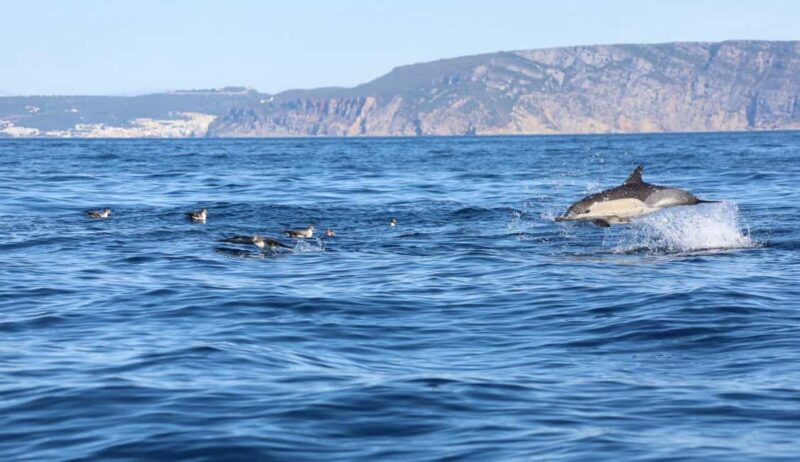 Lisbon: Ocean Safari with Marine Biologists - Exploring the Lisbon Coastline and Cliffs
