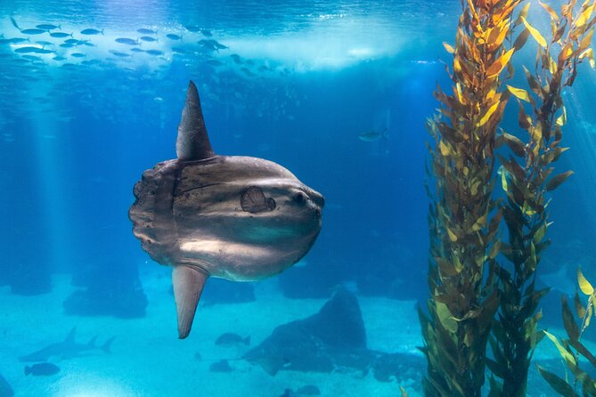 Lisbon Oceanario: Aquarium Entrance Ticket - Why the Lisbon Oceanarium Stands Out