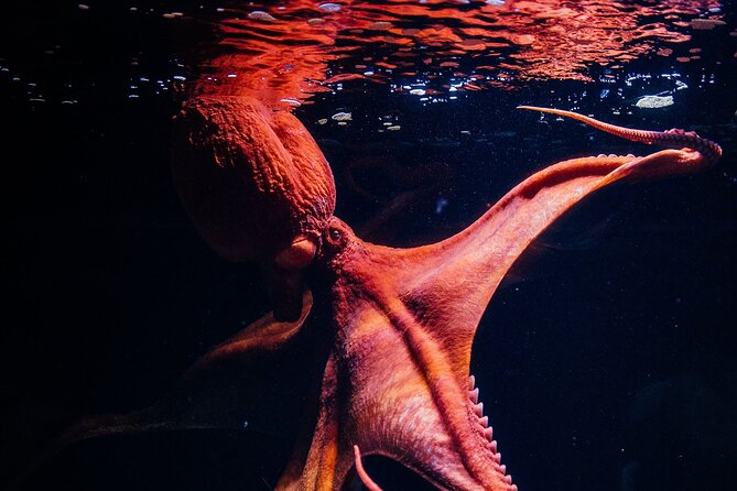 Lisbon Oceanario: Aquarium Entrance Ticket - Considerations and Limitations