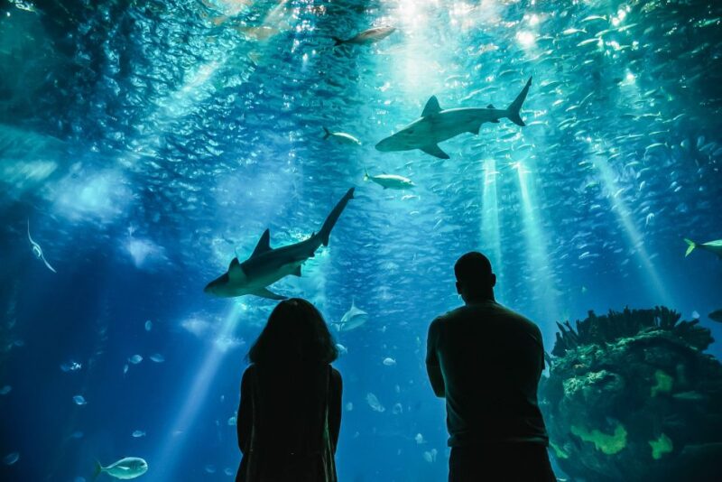 Lisbon: Oceanário de Lisboa Entrance Ticket - What’s Included in Your Ticket