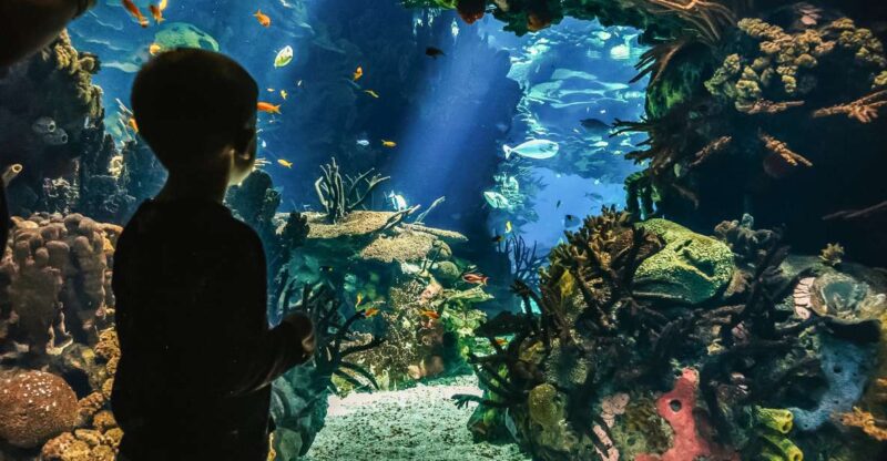 Lisbon: Oceanário de Lisboa Entrance Ticket - Practical Tips for Visiting the Oceanário