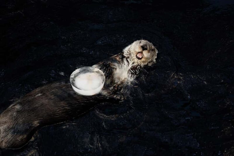 Lisbon: Oceanário de Lisboa Guided Tour & Behind the Scenes - Meet the Guides: Expertise and Passion in Marine Conservation