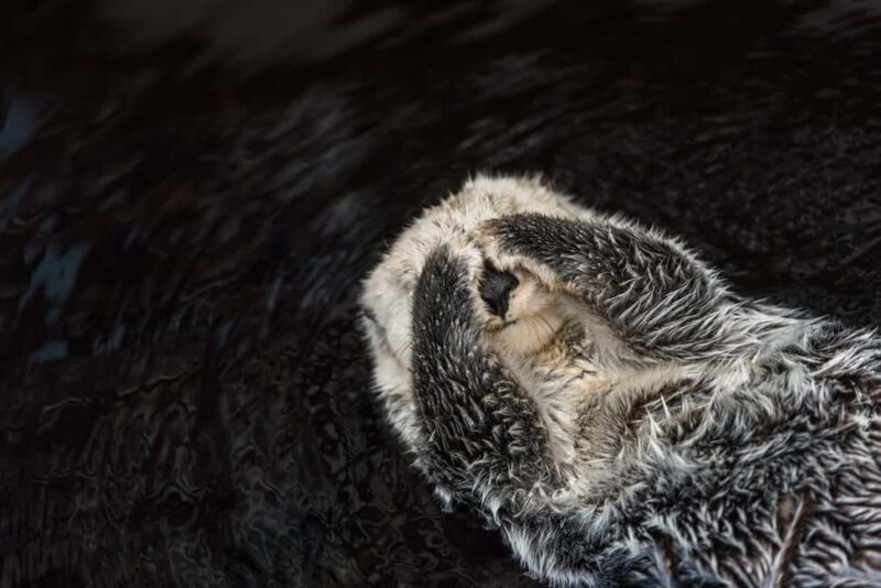 Lisbon: Oceanário de Lisboa Guided Tour & Behind the Scenes - Timing and Pacing: Balancing Guided Insights with Personal Exploration