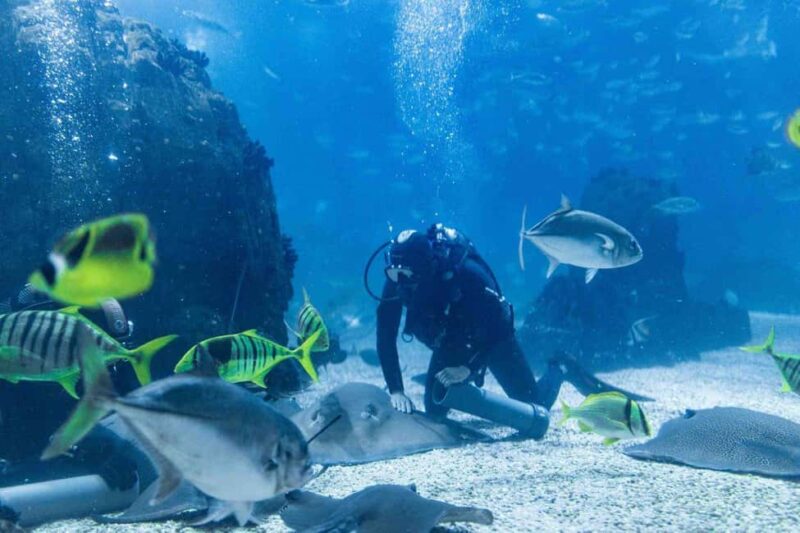 Lisbon: Oceanarium + Cable Car Ticket - Lisbon: Oceanarium + Cable Car Ticket – An Engaging Marine Adventure and City View Combo