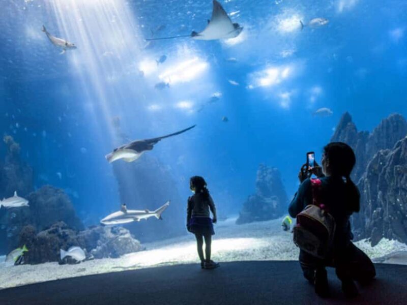 Lisbon: Oceanarium + Cable Car Ticket - Key Points