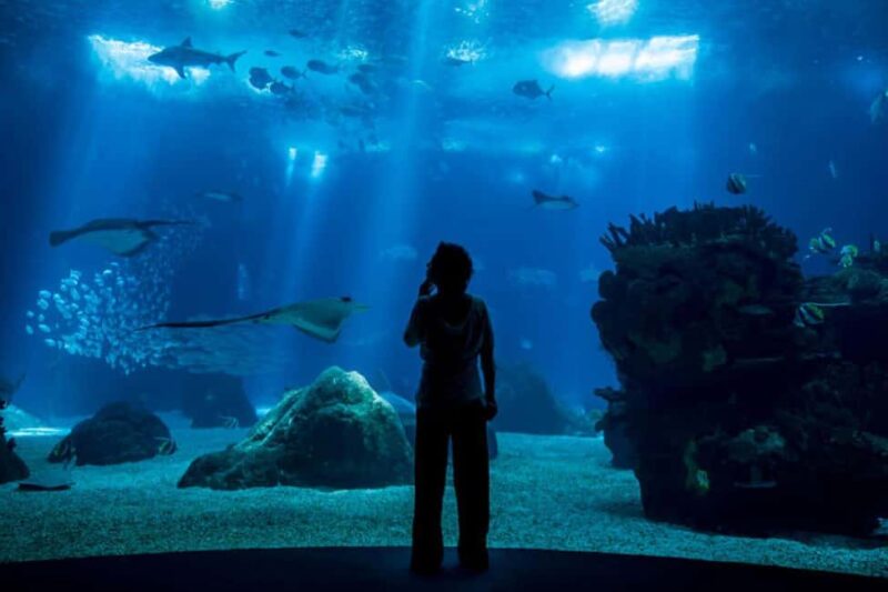 Lisbon: Oceanarium + Cable Car Ticket - What to Expect During Your Visit to the Oceanarium
