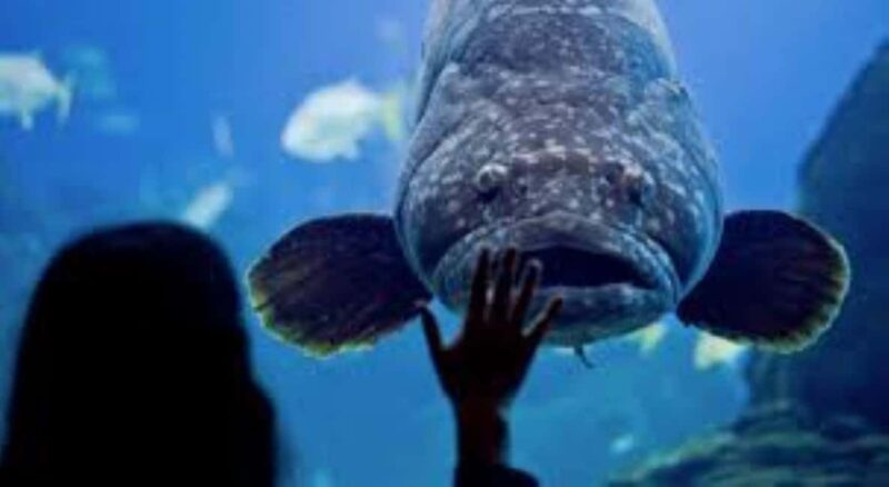 Lisbon: Oceanarium + Cable Car Ticket - Why This Tour Stands Out in Lisbon