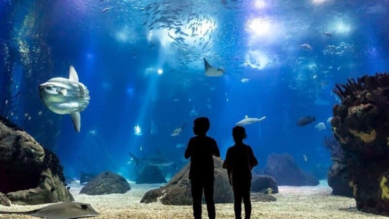 Lisbon: Oceanarium + Cable Car Ticket - Limitations and Considerations for Visitors