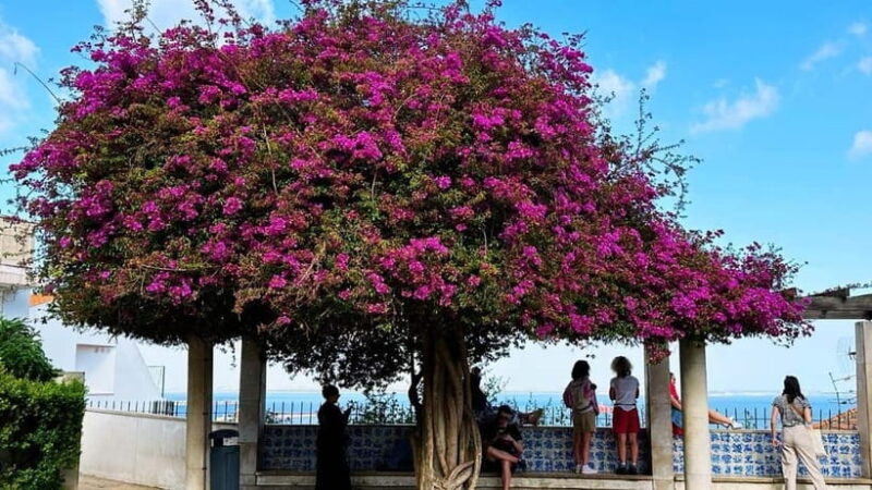 Lisbon: Old Town Tuk-Tuk Tour - Discover Lisbon’s Old Town in Style with a Private Tuk-Tuk Tour