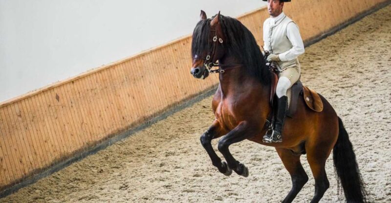 Lisbon: Portuguese Riding School Trainig with Lusitano Horse - Learning About Horse Rhythm, Health, and Physical Needs