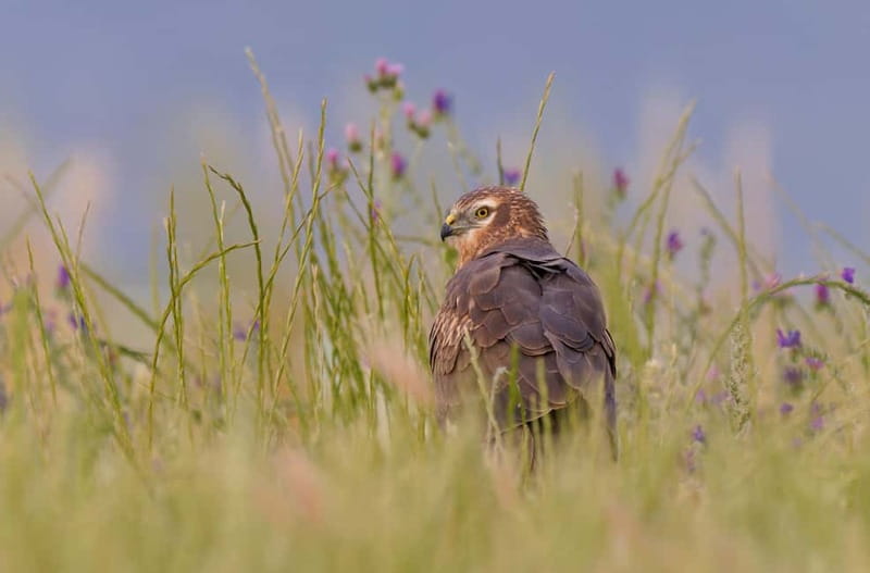 Lisbon: Private Birdwatching Tours with a Local Guide - Discover Lisbon’s Birdwatching Hotspots with a Local Guide