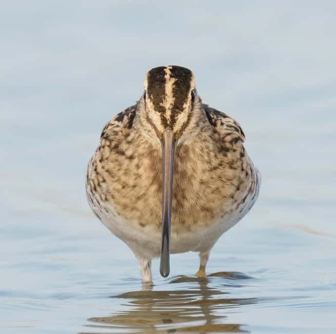 Lisbon: Private Birdwatching Tours with a Local Guide - Seasonal Highlights: Spring and Autumn Bird Migration
