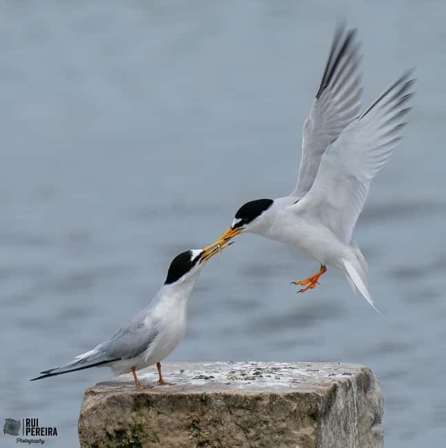 Lisbon: Private Birdwatching Tours with a Local Guide - Ecosystems Explored: Wetlands, Forests, and Coastal Regions