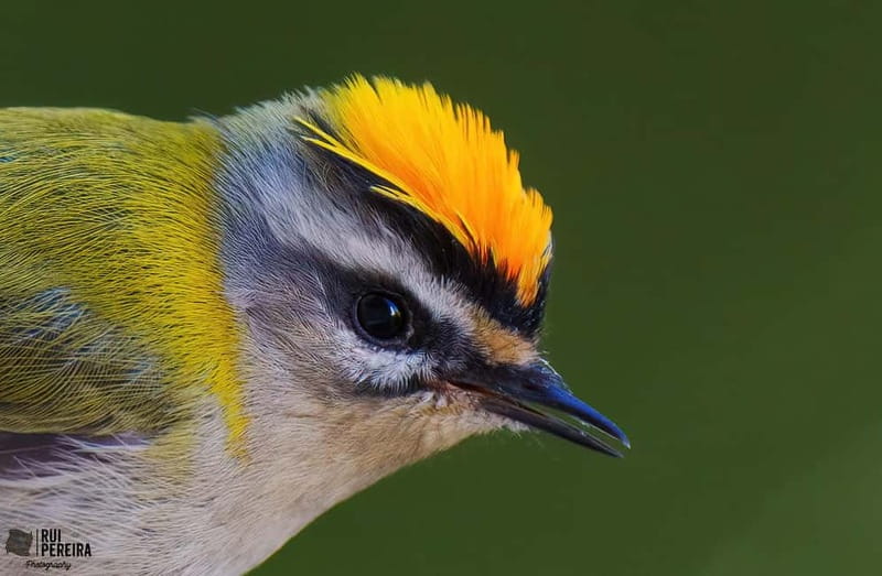 Lisbon: Private Birdwatching Tours with a Local Guide - Guide Expertise and Personalization