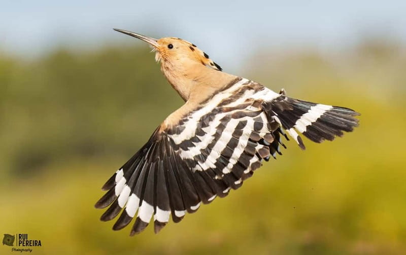 Lisbon: Private Birdwatching Tours with a Local Guide - Accessibility and Suitability