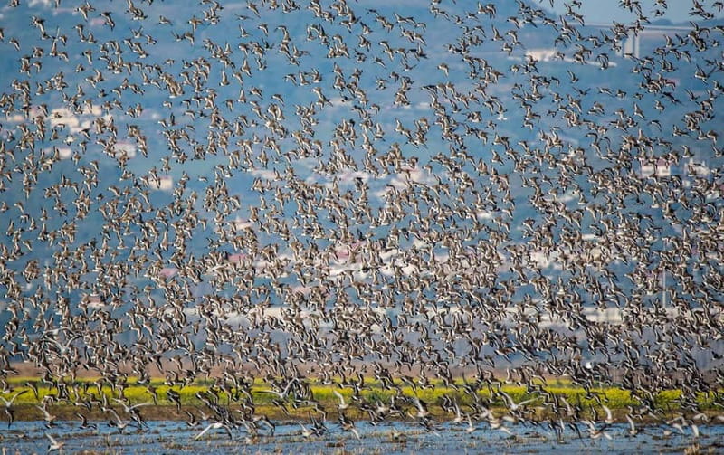 Lisbon: Private Birdwatching Tours with a Local Guide - Booking Flexibility and Cancellation Policy