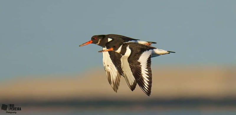 Lisbon: Private Birdwatching Tours with a Local Guide - The Sum Up: A Personalized Birdwatching Experience in Lisbon