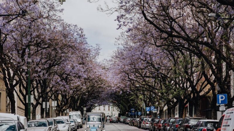 Lisbon: Private City Tour by Tuk-Tuk - From the Old Town to Miradouro Views