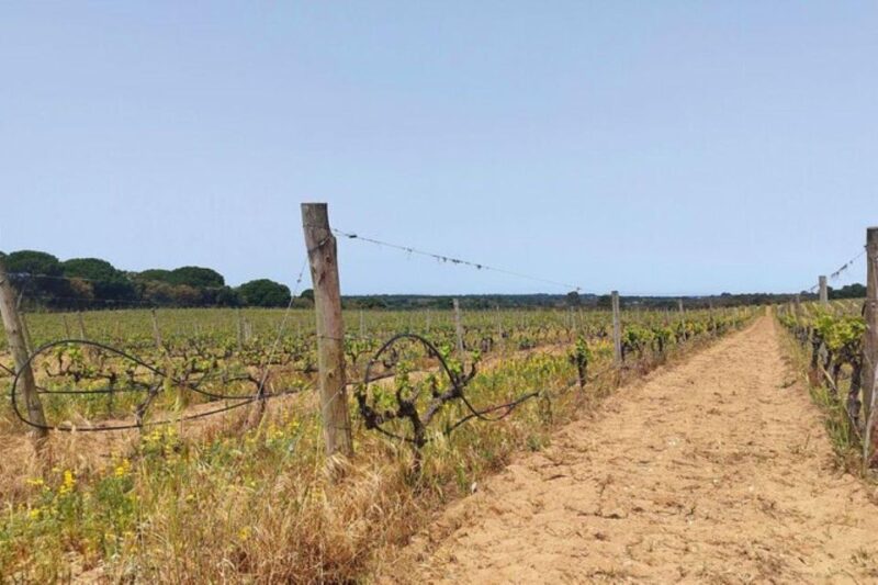Lisbon: Private Full Day Evora & Alentejo Wine Tour - Scenic Drive Through Alentejo’s Countryside