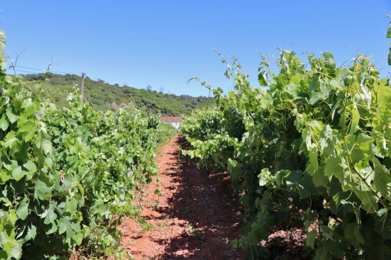 Lisbon Private Setúbal Region Wine Tasting Tour - Wine Tasting at Adega Cooperativa de Palmela