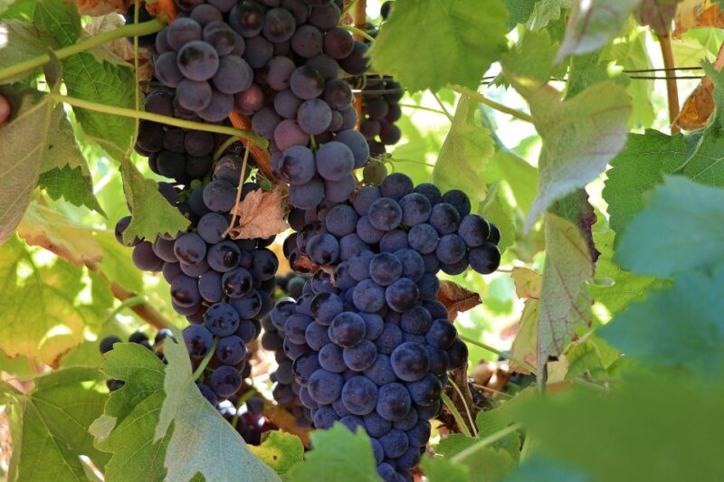 Lisbon Private Setúbal Region Wine Tasting Tour - Unbeatable Mountain Views of Arrábida Natural Park