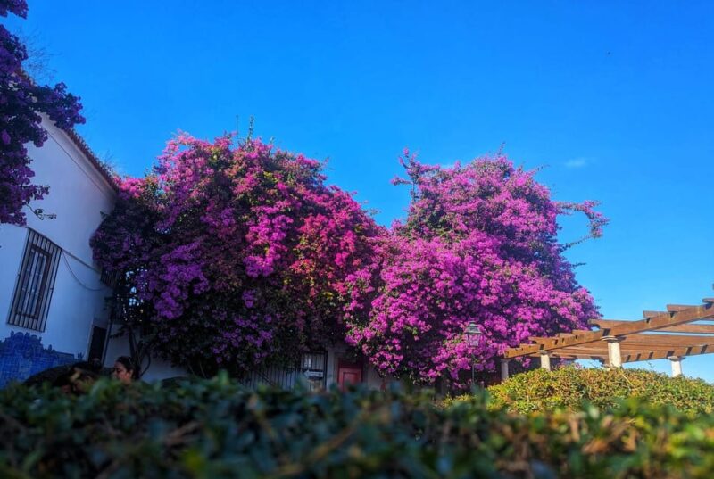 Lisbon: Private Tuk Tuk Tour with Polaroid Photos - Cultural Highlights: From Pink Street to the Fado Museum