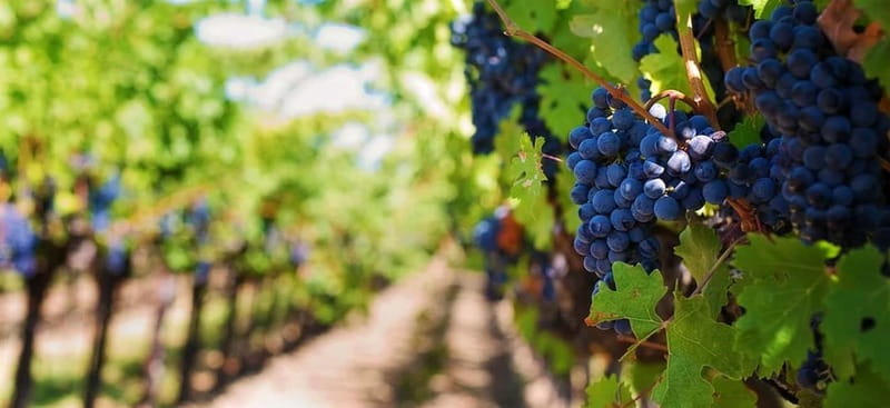 Lisbon: Setúbal, Arrábida and Azeitão Private Wine Tour - Discovering Setúbal’s Historic Roots
