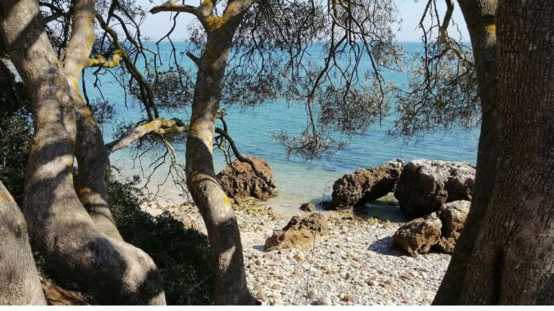 Lisbon: Setúbal, Arrábida, and Sesimbra tour with wine and boat - Optional Lunch and Cultural Flexibility