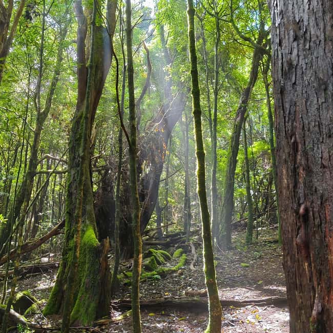 Lisbon: Sintra Hidden Trails Hike - Discovering the Adrenunes Megalithic Site