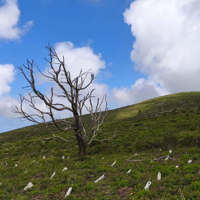 Lisbon: Sintra Hidden Trails Hike - The Value and Unique Appeal of This Tour