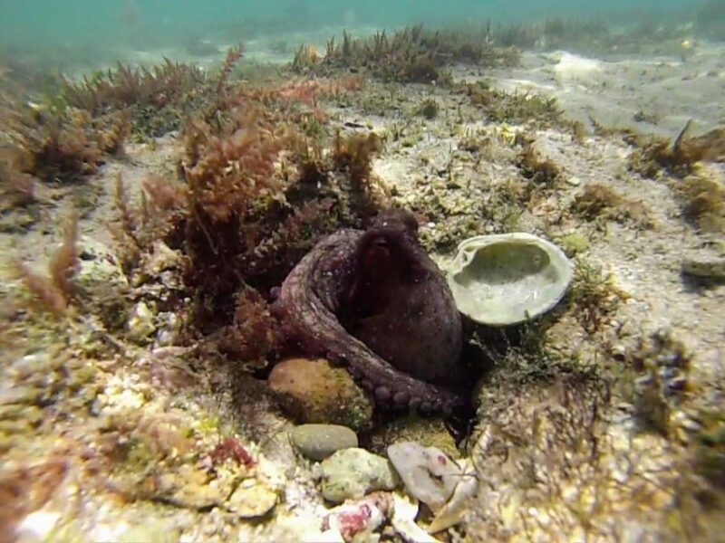 Lisbon: Snorkeling and Wine Tasting in Arrábida - Exploring Arrábida Natural Park’s Unique Environment