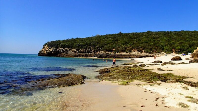 Lisbon: Snorkeling and Wine Tasting in Arrábida - Snorkeling in Crystal Clear Waters for Marine Wildlife