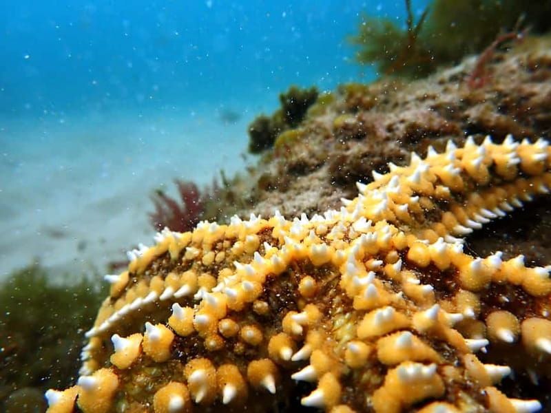 Lisbon: Snorkeling experience in Marine Reserve with photos - Key Points