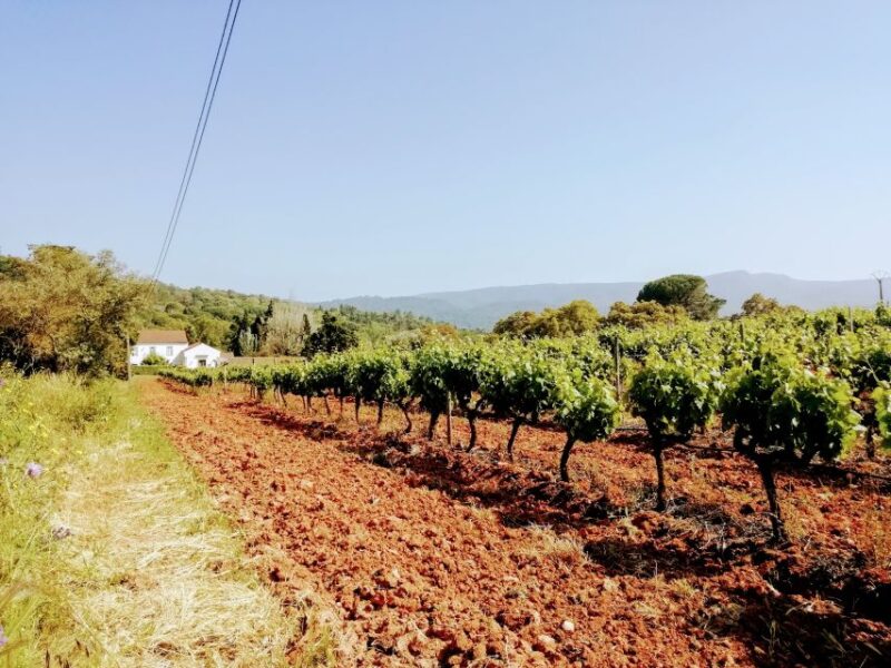 Lisbon: South City Sights and Cultural Tour with Wine - Key Points