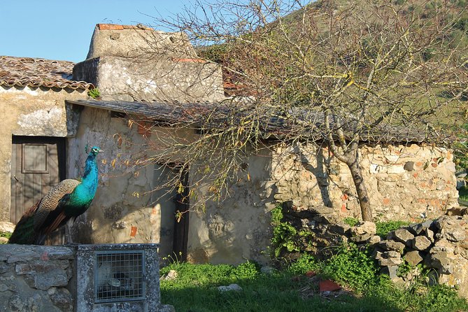 Lisbon Southern Region (Fernão Pó) Wine Tasting Private Tour - Logistics and Comfort