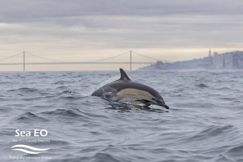 Lisbon: Speedboat Trip to Bugio Lighthouse - Visiting Fort of São Lourenço do Bugio