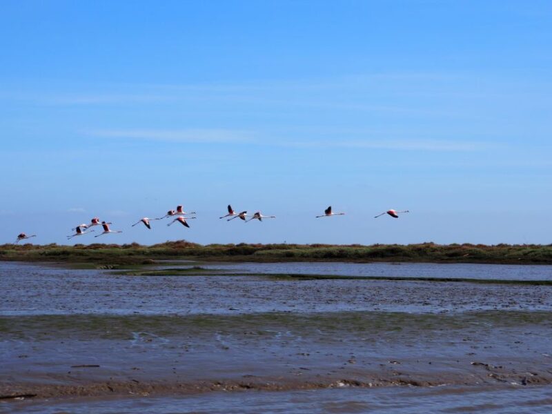 Lisbon: Tagus Estuary Nature Reserve Birdwatching Boat Tour - Key Points